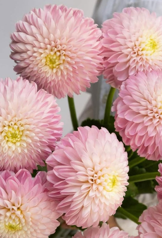 Dahlia 'Latte pink' 100 Seeds