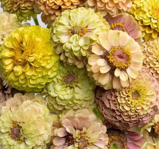 Zinnia 'Queen lime with blotch' 50 Seeds