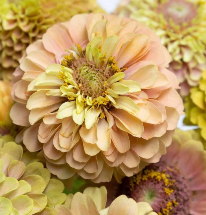 Zinnia 'Queen lime with blotch' 50 Seeds