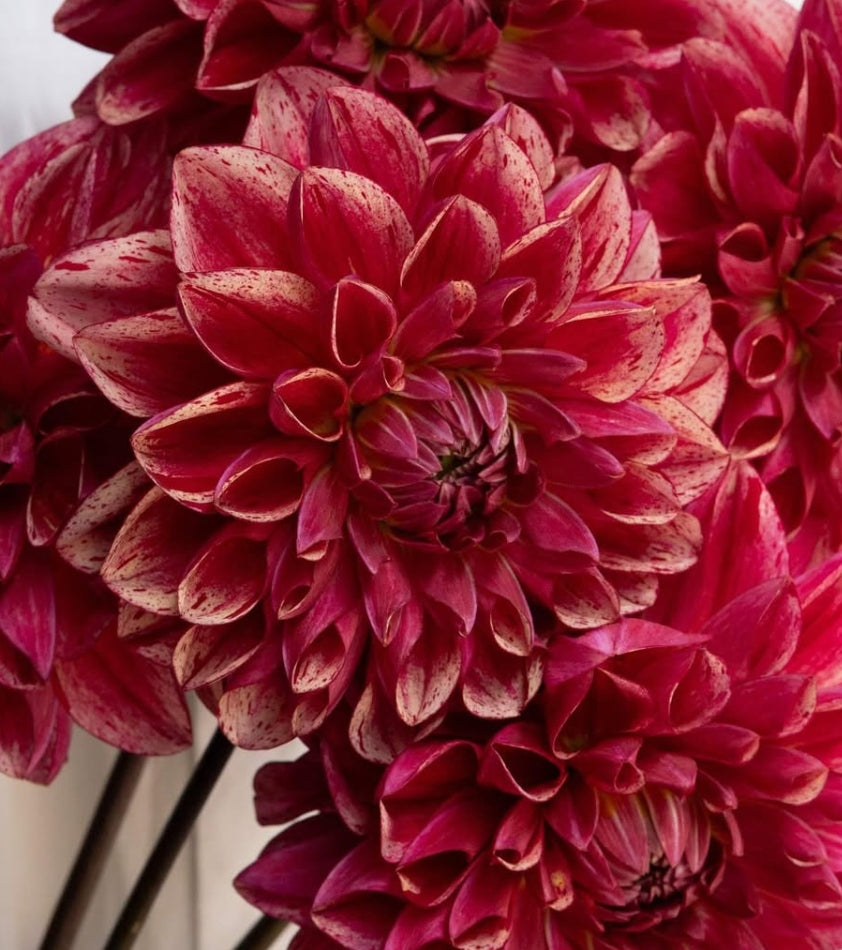 Dahlia 'NAMAHAGE bravo' 100 Seeds