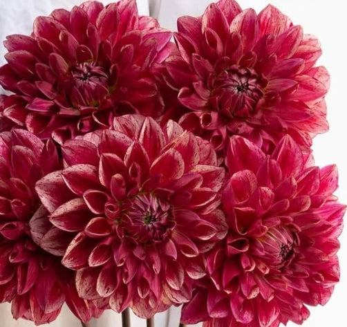 Dahlia 'NAMAHAGE bravo' 100 Seeds