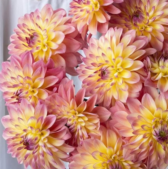 Dahlia 'Parlor' 100 Seeds