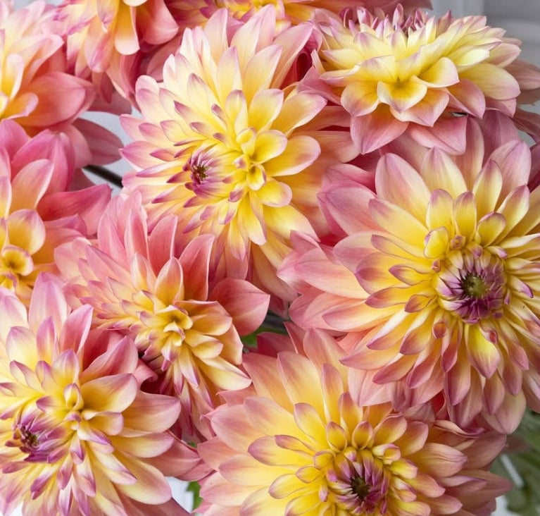 Dahlia 'Parlor' 100 Seeds