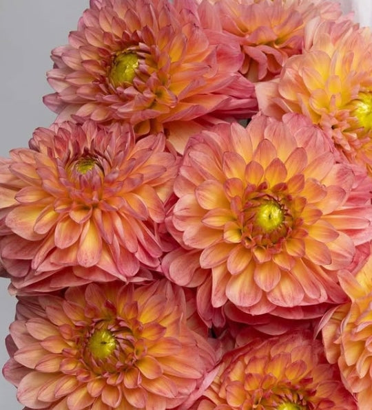 Dahlia 'NAMAHAGE emo' 100 Seeds