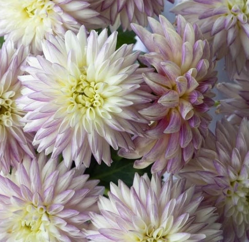 Dahlia 'Frozen' 100 Seeds