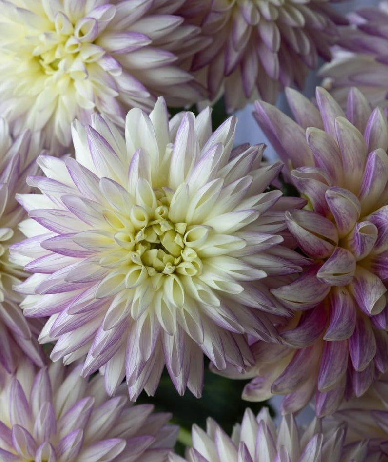 Dahlia 'Frozen' 100 Seeds
