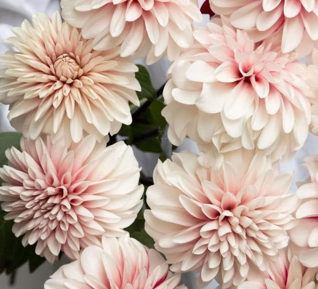 Dahlia 'Ichigo latte' 100 Seeds