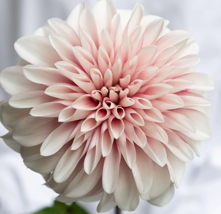 Dahlia 'Ichigo latte' 100 Seeds