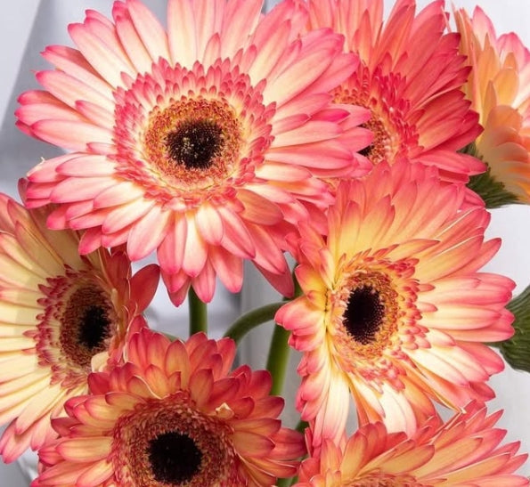 Gerbera 'Hippie Chic' 50 Seeds