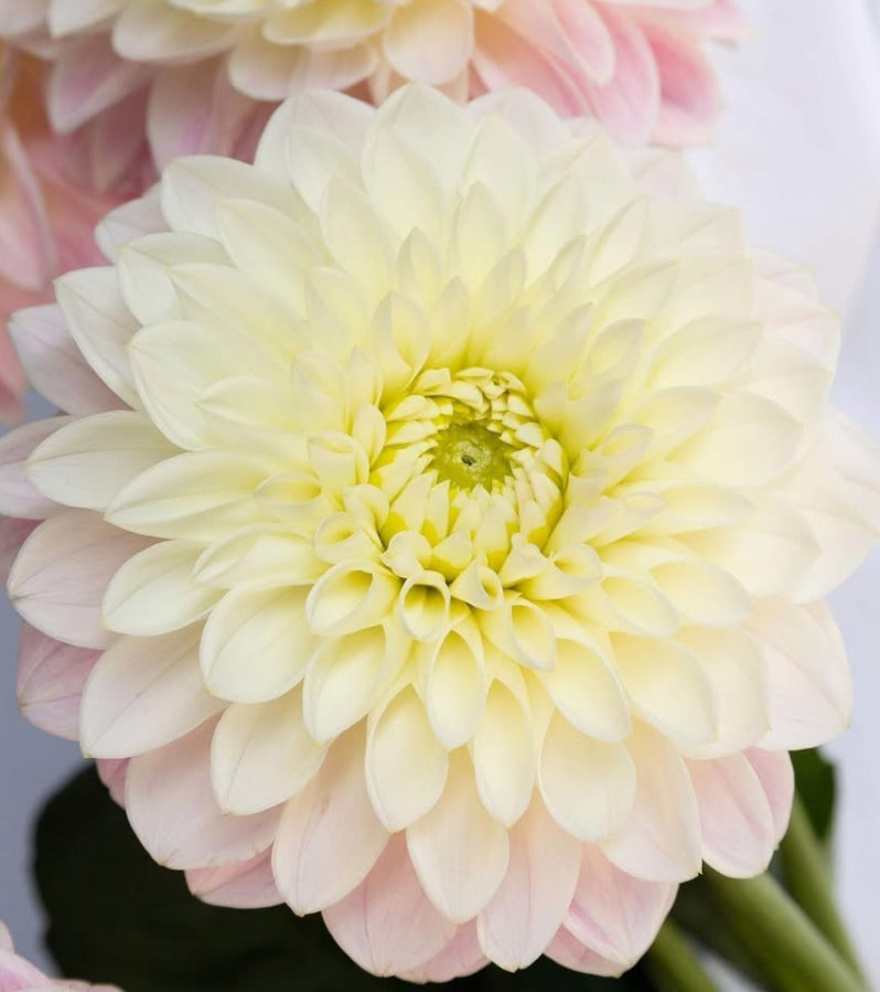 Dahlia 'Ousetsu' 100 Seeds