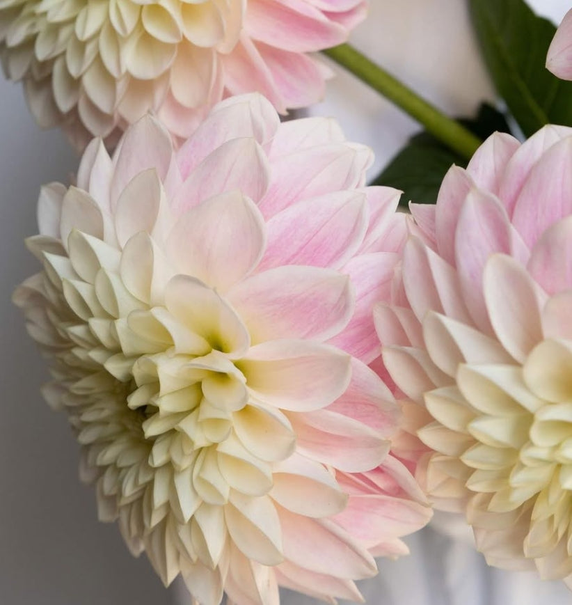 Dahlia 'Ousetsu' 100 Seeds