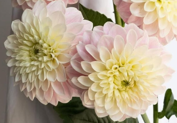 Dahlia 'Ousetsu' 100 Seeds