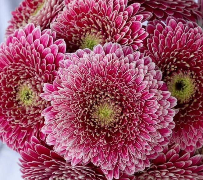 Gerbera 'Limo' 50 Seeds