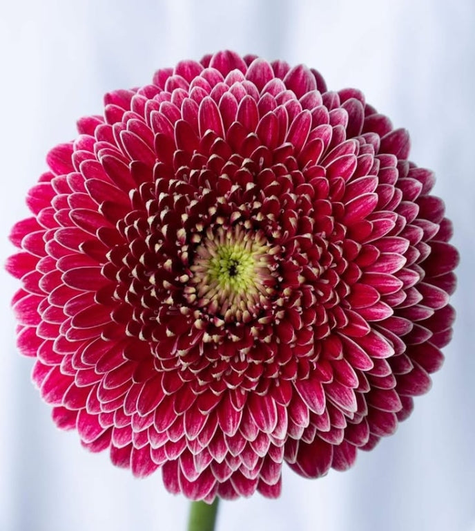 Gerbera 'Limo' 50 Seeds