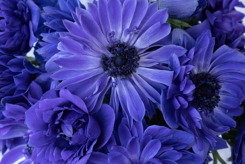 Anemone coronaria L. 'St. Brigid blue' 6 Bulbs