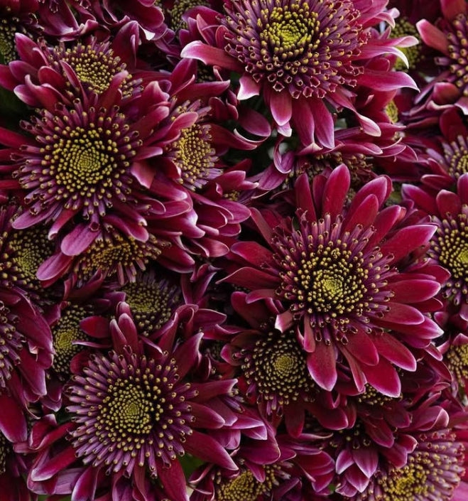Chrysanthemum morifolium 'Disco club' 100 Seeds