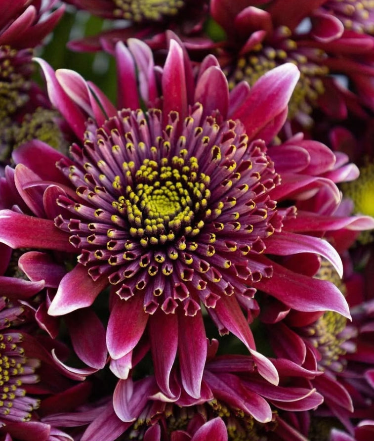 Chrysanthemum morifolium 'Disco club' 100 Seeds