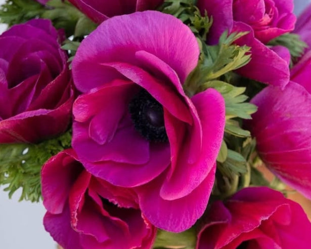 Anemone coronaria 'Mistral plus fuchsia' 6 Bulbs