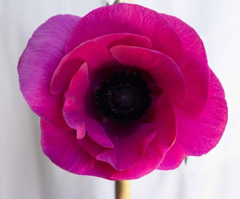 Anemone coronaria 'Mistral plus fuchsia' 6 Bulbs