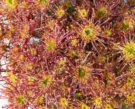 Chrysanthemum morifolium 'Koto no shigure' 100 Seeds
