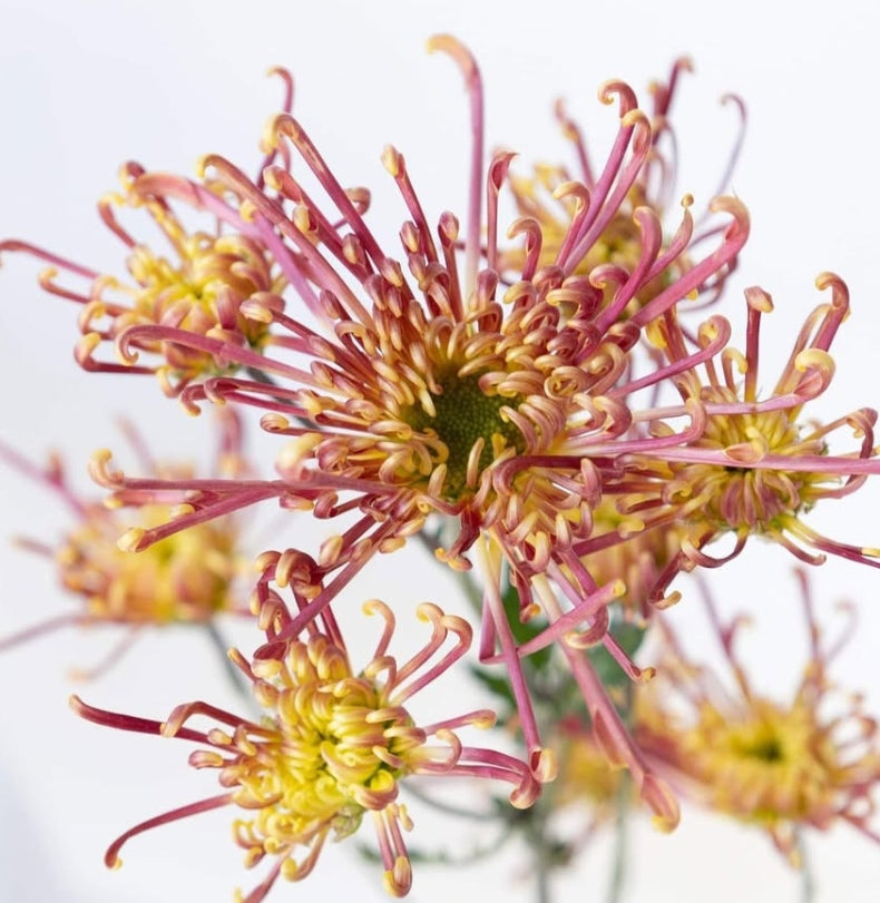 Chrysanthemum morifolium 'Koto no shigure' 100 Seeds