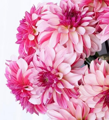Dahlia 'Namahage pretty' 100 Seeds