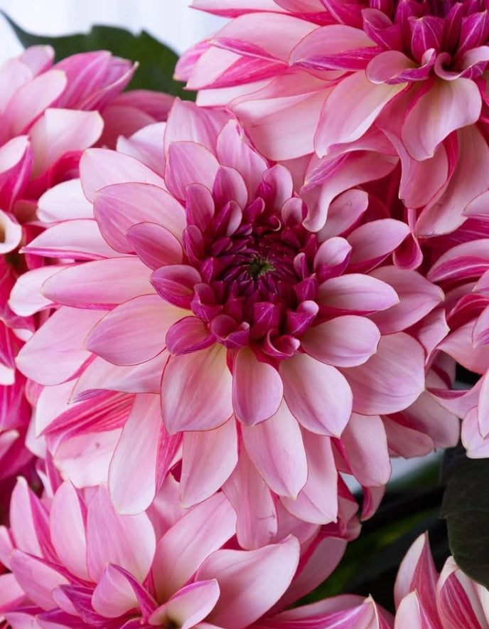 Dahlia 'Namahage pretty' 100 Seeds