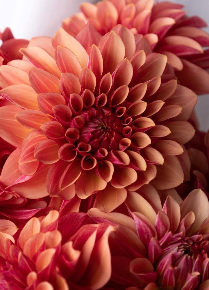 Dahlia 'Coral orb' 100 Seeds