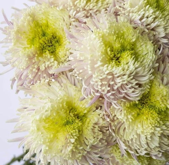 Chrysanthemum morifolium 'Balthazar frosty' 100 Seeds