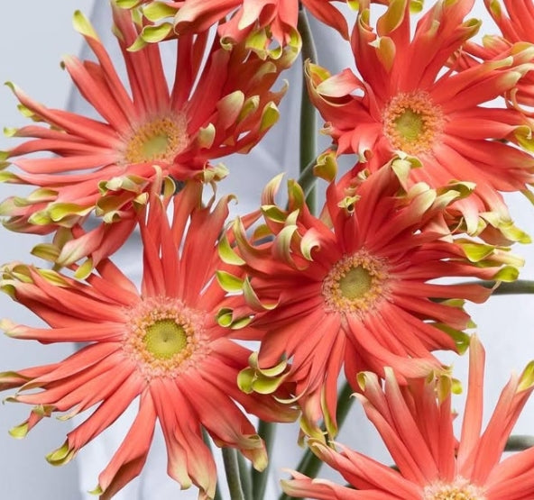Gerbera 'Pasta libero' 50 Seeds