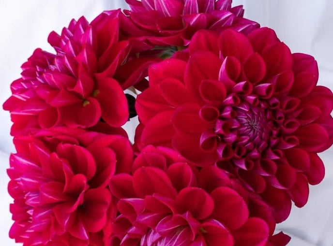 Dahlia 'Eternity rouge' 100 Seeds