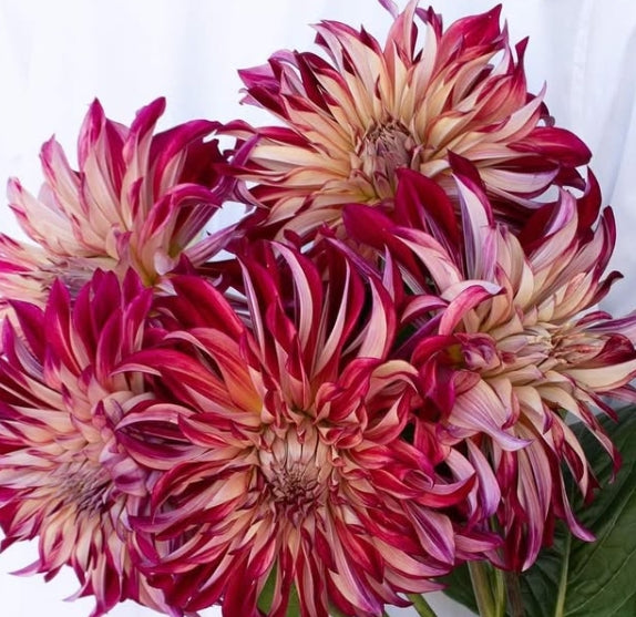 Dahlia 'Amore' 100 Seeds