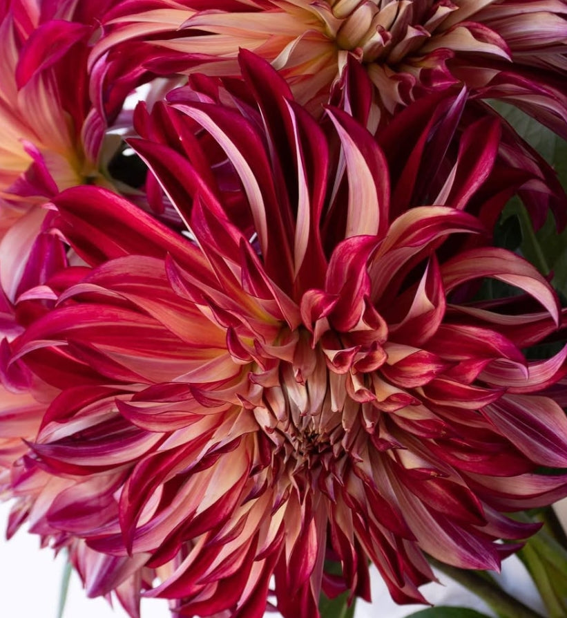 Dahlia 'Amore' 100 Seeds
