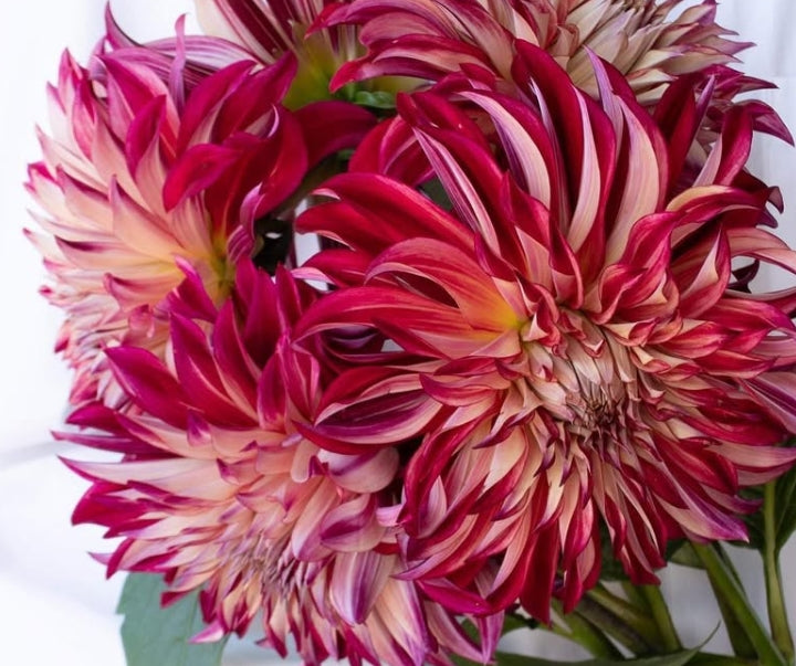 Dahlia 'Amore' 100 Seeds