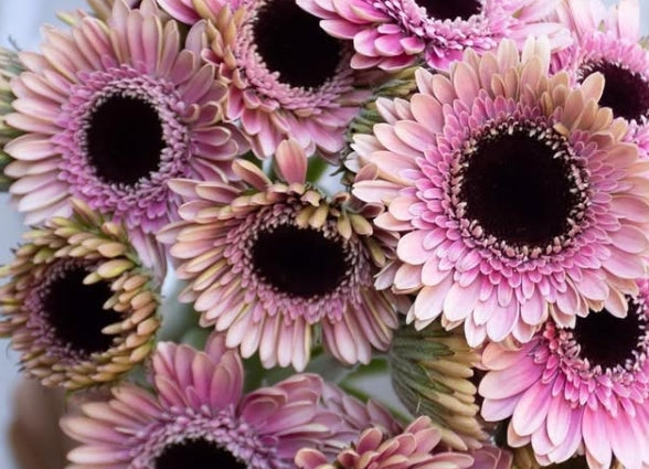 Gerbera 'Taffarel' 50 Seeds