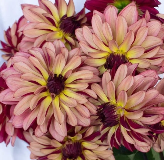 Dahlia 'Namahage orb' 100 Seeds