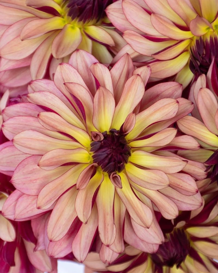 Dahlia 'Namahage orb' 100 Seeds