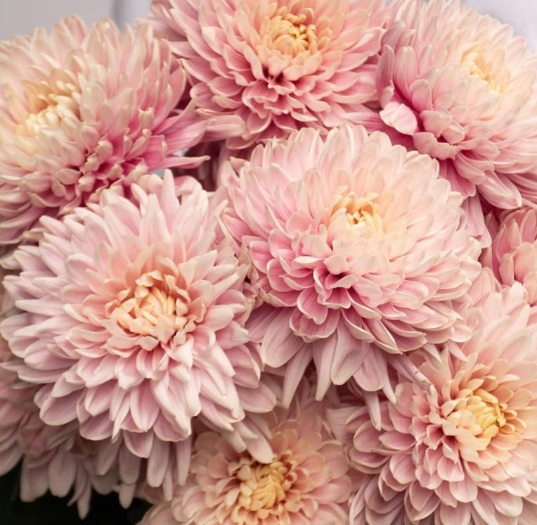 Chrysanthemum morifolium 'Efa pink' 100 Seeds