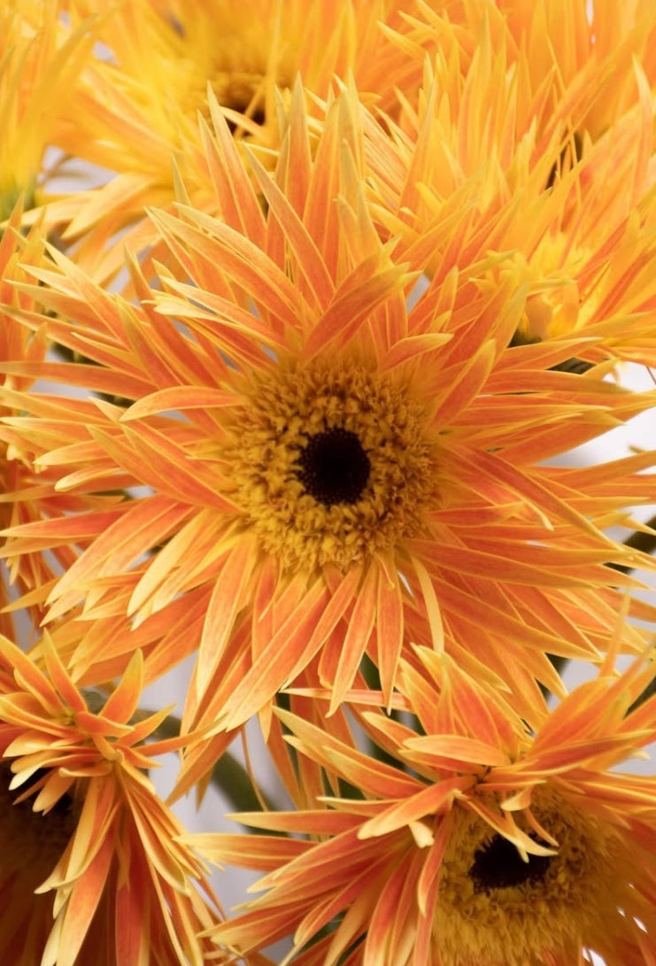 Gerbera 'Anacleto' 50 Seeds