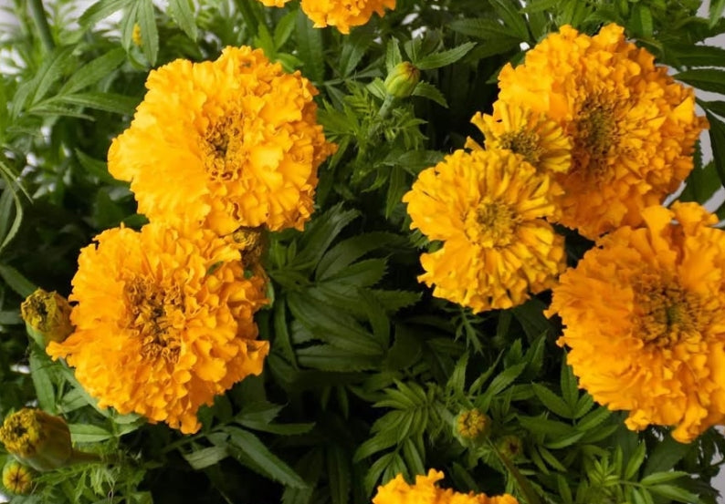 Tagetes ( Marigold ) 'Garuda gold' 100 Seeds