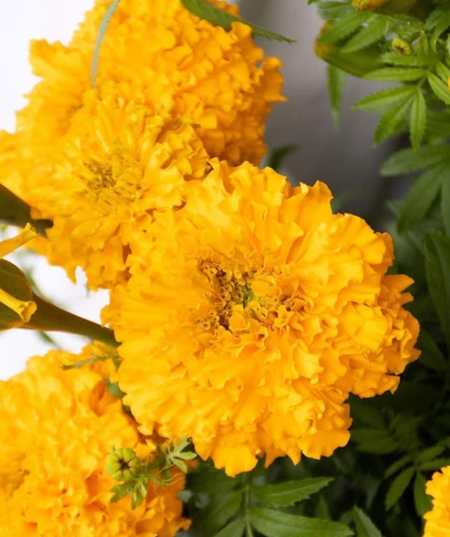 Tagetes ( Marigold ) 'Garuda gold' 100 Seeds