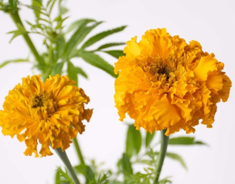 Tagetes ( Marigold ) 'Garuda gold' 100 Seeds