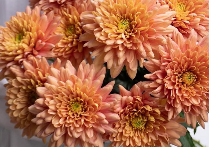 Chrysanthemum morifolium 'Baltica salmon' 100 Seeds