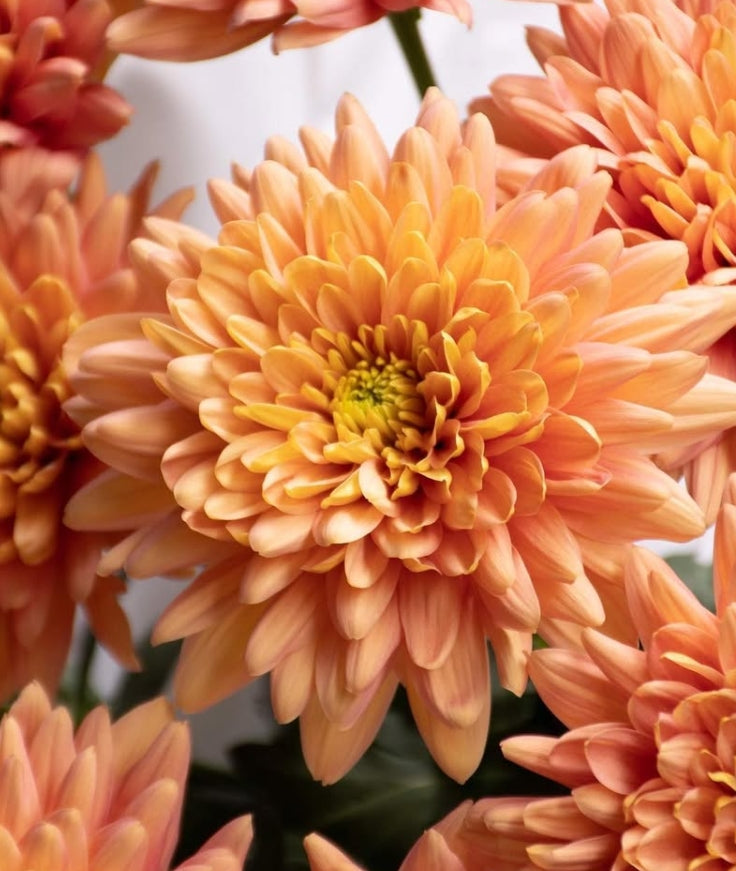Chrysanthemum morifolium 'Baltica salmon' 100 Seeds