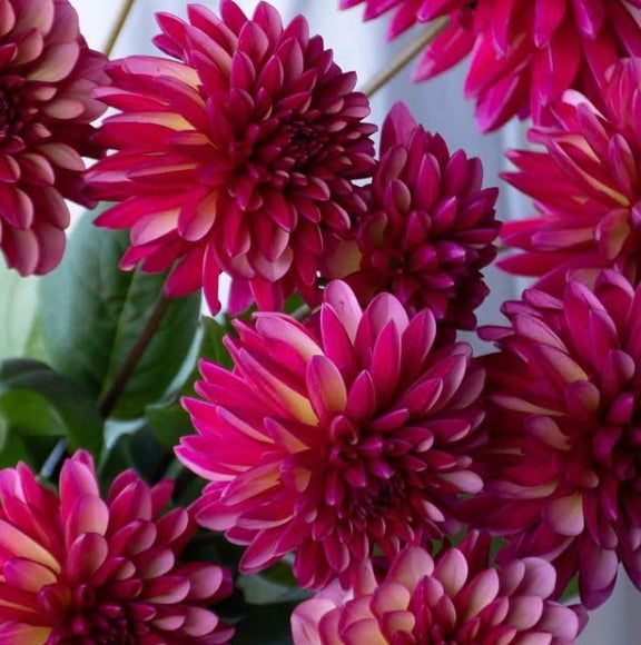 Dahlia 'Echigokomachi' 100 Seeds