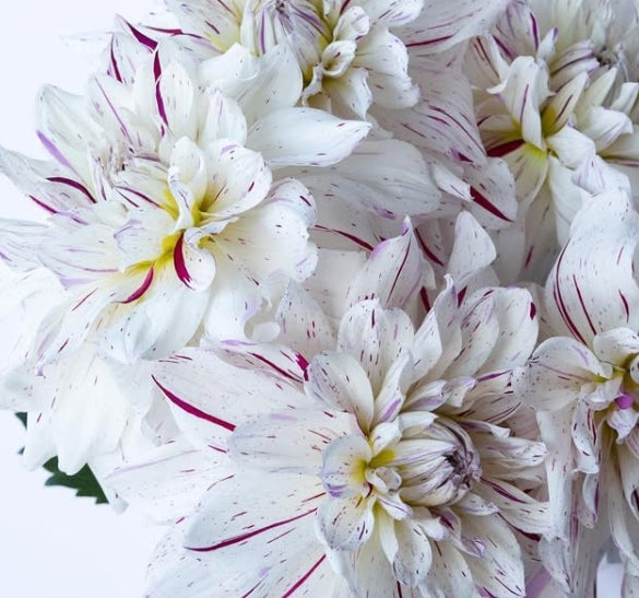 Dahlia 'Snow parade' 100 Seeds