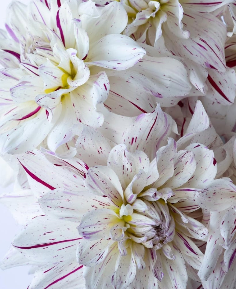 Dahlia 'Snow parade' 100 Seeds