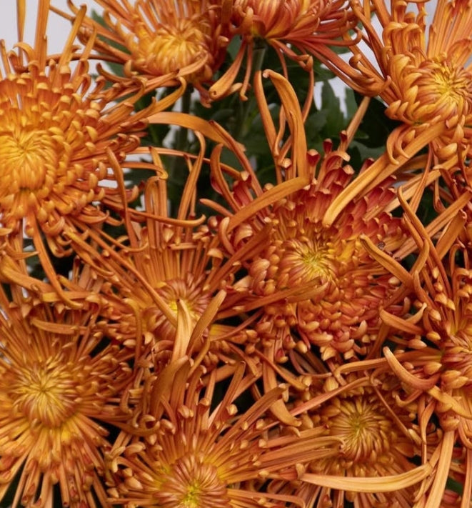 Chrysanthemum morifolium 'Itoaya' 100 Seeds