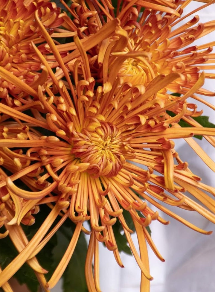 Chrysanthemum morifolium 'Itoaya' 100 Seeds
