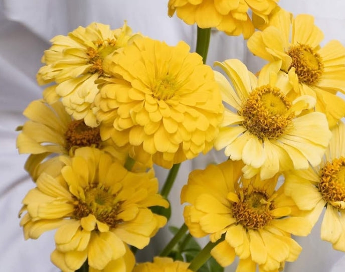 Zinnia 'honey butter' 50 Seeds